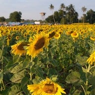 ทุ่งทานตะวัน ไร่มณีศร เขาใหญ่