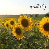 ทุ่งทานตะวัน ไร่มณีศร เขาใหญ่