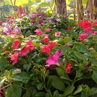 บรรยากาศ Into the Flower