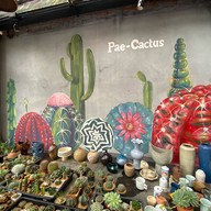 บรรยากาศ Coffee By Pae Cactus