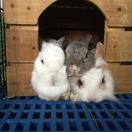 บรรยากาศ Bunnyhome
