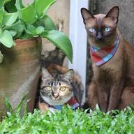 บรรยากาศ Cat Dominium Garden Hotel