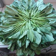 ฮาซันราดหน้ายอดผัก(เนื้อหมัก)