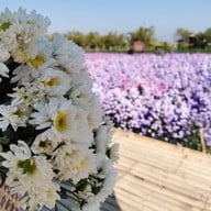 สวนดอก ป้าจวน ลุงใจ๋