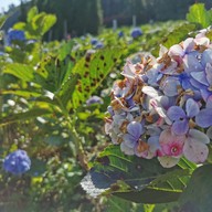 ทุ่งไฮเดรนเยีย โครงการหลวงขุนแปะ