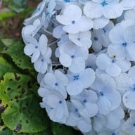 ทุ่งไฮเดรนเยีย โครงการหลวงขุนแปะ