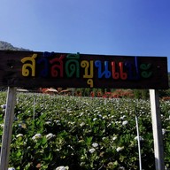 ทุ่งไฮเดรนเยีย โครงการหลวงขุนแปะ