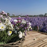 สวนดอก ป้าจวน ลุงใจ๋