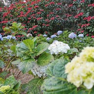 ทุ่งไฮเดรนเยีย โครงการหลวงขุนแปะ