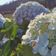 ทุ่งไฮเดรนเยีย โครงการหลวงขุนแปะ