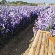 สวนดอก ป้าจวน ลุงใจ๋