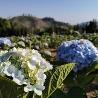 ทุ่งไฮเดรนเยีย โครงการหลวงขุนแปะ