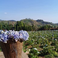 ทุ่งไฮเดรนเยีย โครงการหลวงขุนแปะ