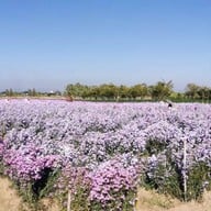 สวนดอก ป้าจวน ลุงใจ๋