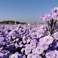 สวนดอก ป้าจวน ลุงใจ๋