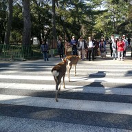 Nara Park