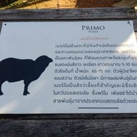 PRIMO CAFE PRIMO PIAZZA