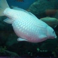 บรรยากาศ บึงบอระเพ็ด