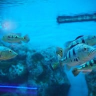 บรรยากาศ บึงบอระเพ็ด