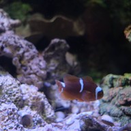 สถานแสดงพันธุ์สัตว์น้ำระยอง