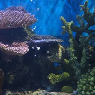 สถานแสดงพันธุ์สัตว์น้ำระยอง