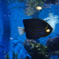 สถานแสดงพันธุ์สัตว์น้ำระยอง