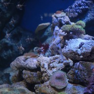 สถานแสดงพันธุ์สัตว์น้ำระยอง