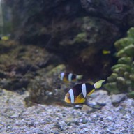 สถานแสดงพันธุ์สัตว์น้ำระยอง