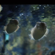 สถานแสดงพันธุ์สัตว์น้ำระยอง