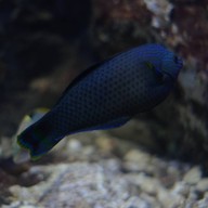 สถานแสดงพันธุ์สัตว์น้ำระยอง