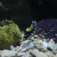 สถานแสดงพันธุ์สัตว์น้ำระยอง