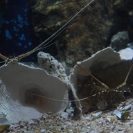 สถานแสดงพันธุ์สัตว์น้ำระยอง