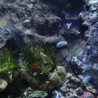 สถานแสดงพันธุ์สัตว์น้ำระยอง