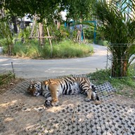 Tiger Park Pattaya