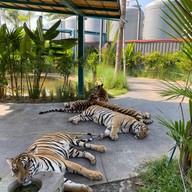 Tiger Park Pattaya