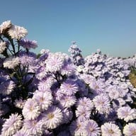 บรรยากาศ สวนดอก ป้าจวน ลุงใจ๋