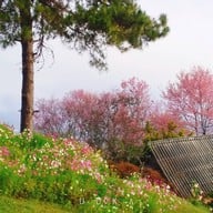 สถานีวิจัยเกษตรที่สูงสันป่าเกี๊ยะ