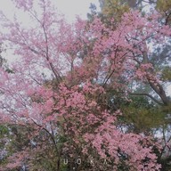 สถานีวิจัยเกษตรที่สูงสันป่าเกี๊ยะ