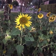 สวนนวมินทร์ภิรมย์