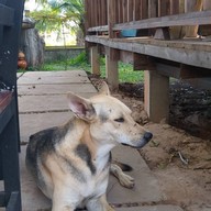 จูดงบ้านไม้ปลายซอย