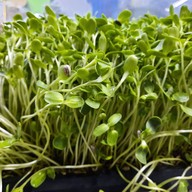 ขนมจีนน้ำยา  ณิชา ภูมิใจ 3โครงการ 1