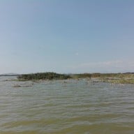 บึงบอระเพ็ด