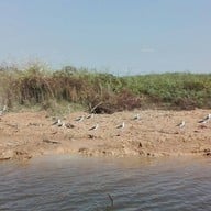 บึงบอระเพ็ด