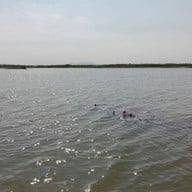 บึงบอระเพ็ด