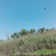 บึงบอระเพ็ด