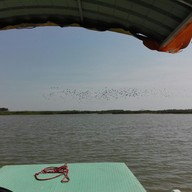 บึงบอระเพ็ด