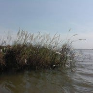 บึงบอระเพ็ด