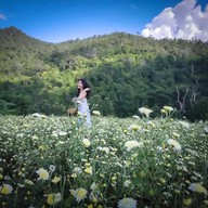 ทุ่งดอกเก็กฮวย ไร่นายพล