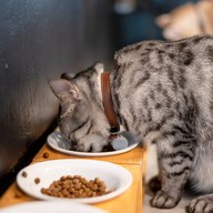lndicat Cafe & Cat Hotel