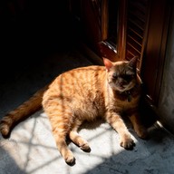 lndicat Cafe & Cat Hotel